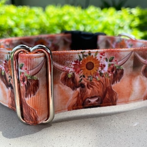 1.5" or 2" Highland Cow Sunflowers Dog Collar