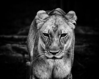 Lion Photography, Wildlife Photography, Nature Photography, Lion Canvas
