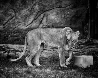 Lion Photography, Wildlife Photography, Nature Photography, Lion Canvas