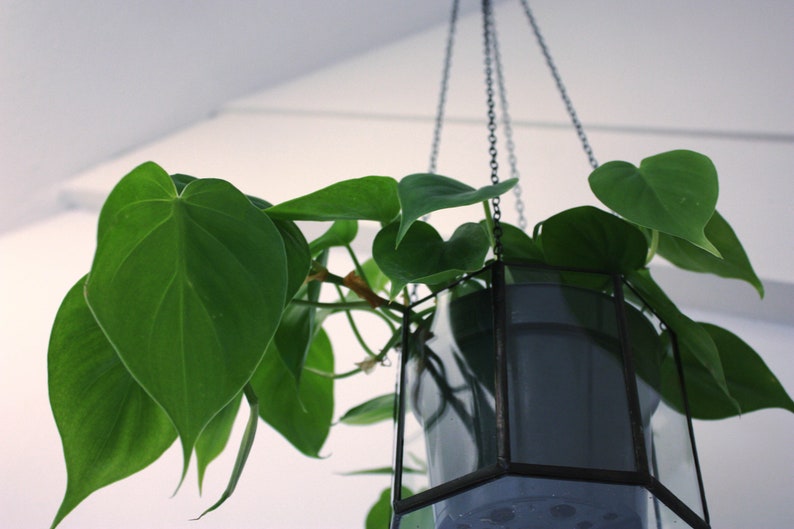 Geometric plant pot / octagon / glass plant holder / hanging plant holder image 10
