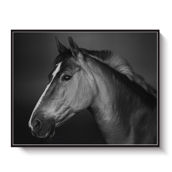 Horse Photography PRINTABLE FILE. Black White Photo. Equine | Etsy