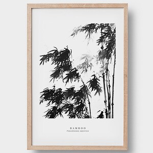 May include: Black and white ink illustration of bamboo plants with the text "BAMBOO" and "Phyllostachys japonica" below.