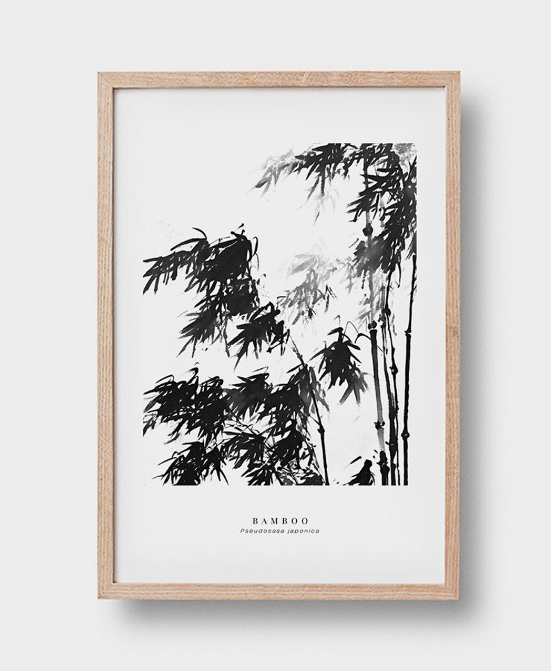 May include: Black and white ink illustration of bamboo plants with the text "BAMBOO" and "Phyllostachys japonica" below.
