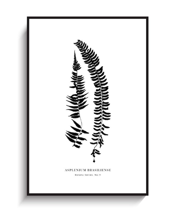 Farn Blatt - DRUCKBARE DATEI. Grafischer Pflanzendruck. Illustration einer  botanischen Illustration. Schwarz weie Wanddeko Blatt. Moderne  minimalistische Kunst. Natur Druck. - Etsy sterreich