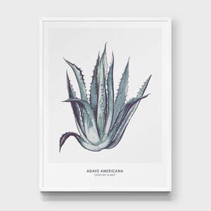 May include: A framed print of a watercolor illustration of a green agave americana plant, also known as a century plant. The text "AGAVE AMERICANA CENTURY PLANT" is printed below the illustration.