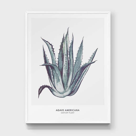 Agave Poster. Succulent Print. Botanical Poster. Flower Illustration. Watercolor Cactus. Tropical Plant Art. Pale Green Blue Illustration.