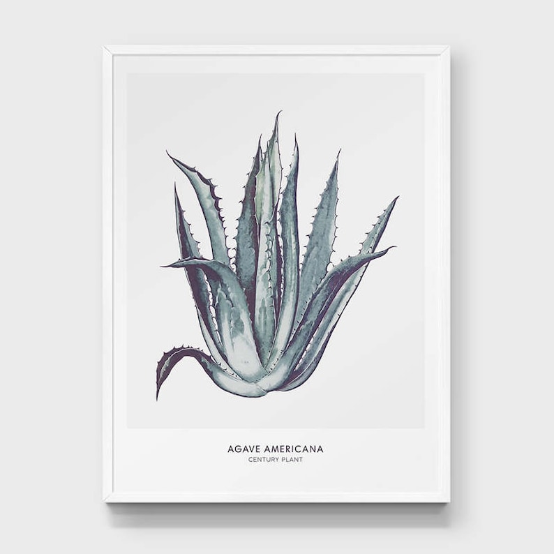 May include: A framed print of a watercolor illustration of a green agave americana plant, also known as a century plant. The text "AGAVE AMERICANA CENTURY PLANT" is printed below the illustration.