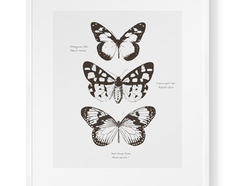 Butterfly Moth Poster. Modern Vintage Insect Taxidermy Entomology Art. Vintage Style Educational Chart Poster. Minimal Monochrome Print.