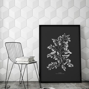 May include: A black and white botanical illustration of sea moss printed on a black background. The illustration is framed in a black frame and is hanging on a white wall with a hexagonal tile pattern. A black metal chair with a stack of books sits in front of the framed print.