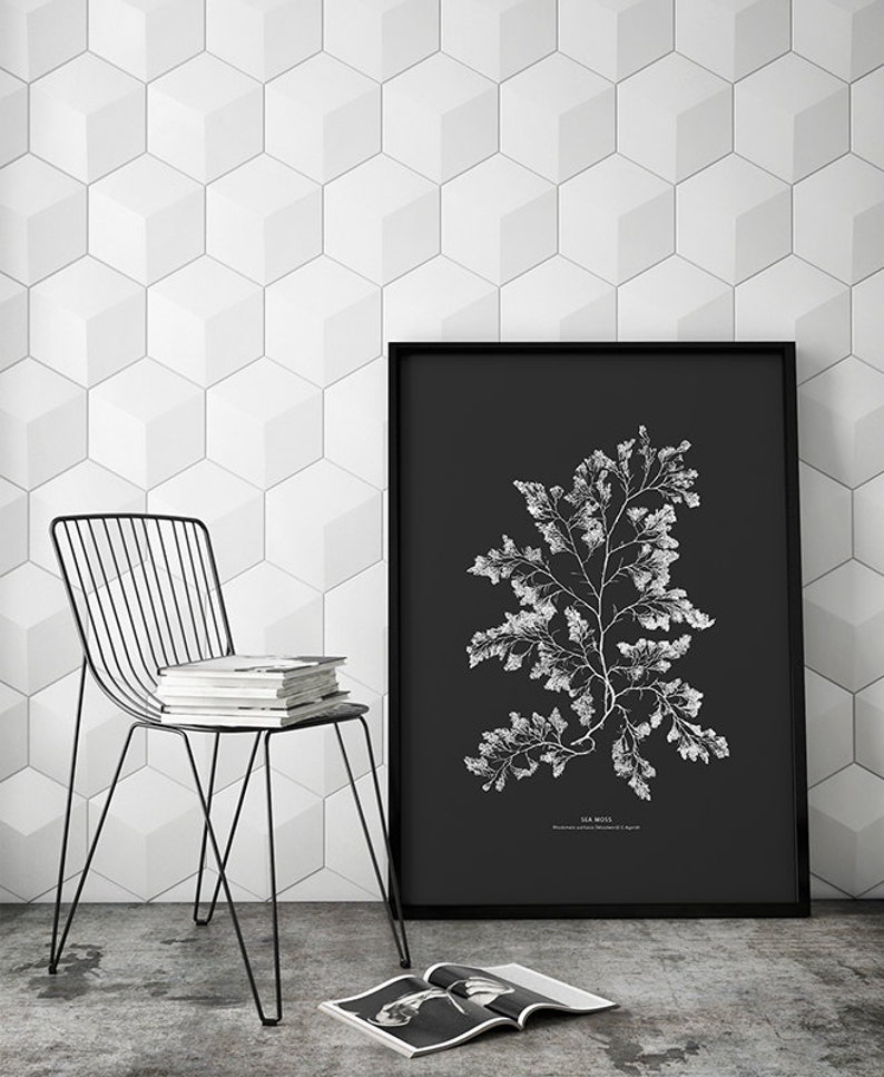 May include: A black and white botanical illustration of sea moss printed on a black background. The illustration is framed in a black frame and is hanging on a white wall with a hexagonal tile pattern. A black metal chair with a stack of books sits in front of the framed print.