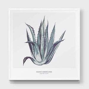May include: A watercolor illustration of a green agave americana plant, also known as a century plant, against a white background. The text "AGAVE AMERICANA CENTURY PLANT" is printed below the plant.