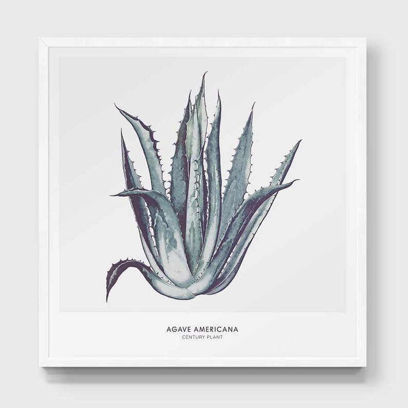 May include: A watercolor illustration of a green agave americana plant, also known as a century plant, against a white background. The text "AGAVE AMERICANA CENTURY PLANT" is printed below the plant.