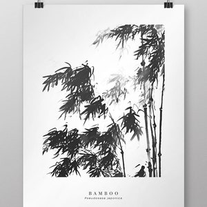 May include: Black and white ink illustration of bamboo plants with the text "BAMBOO" and "Phyllostachys japonica" below.