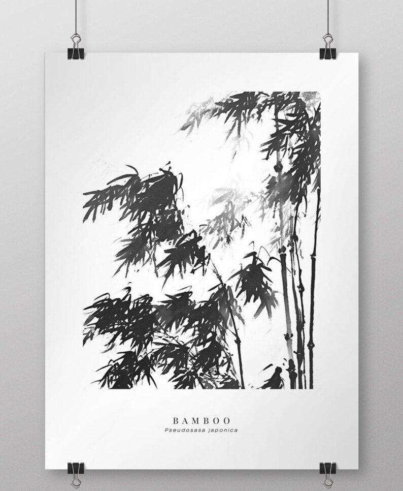 May include: Black and white ink illustration of bamboo plants with the text "BAMBOO" and "Phyllostachys japonica" below.