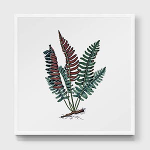 Fern Leaf Print. Botanical Illustration. Green Leaf Wall Décor. Vintage Modern Minimal Art. Nature Print. Woodland Art. Fern Fronds Poster.