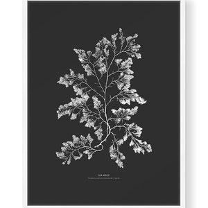 May include: Black and white illustration of sea moss, a type of seaweed, on a black background. The illustration is labeled "SEA MOSS" and "Rhodomela confervoides (C. Agardh)".