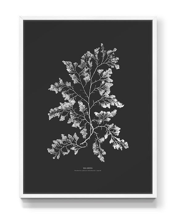 Sea Moss Print - PRINTABLE FILE. Black Wall Décor. Marine Algae Print. Seaweed Illustration. Sea Plant. Coastal Wall Art. Bohemian Print.