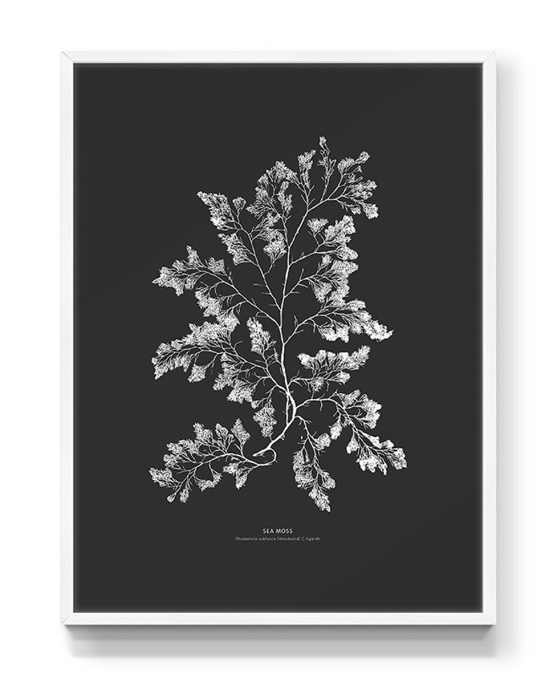 May include: Black and white illustration of sea moss, a type of seaweed, on a black background. The illustration is labeled "SEA MOSS" and "Rhodomela confervoides (C. Agardh)".