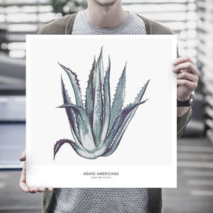 May include: A vintage botanical illustration of a green agave americana plant, also known as a century plant, with the text "AGAVE AMERICANA CENTURY PLANT" below the image.