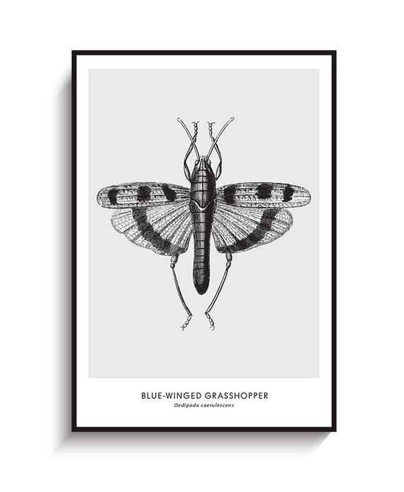 Insect Print PRINTABLE FILE. Modern Vintage Insect Poster. | Etsy