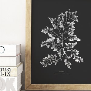 May include: A black and white botanical illustration of sea moss, framed in a natural wood frame. The illustration is on a black background and the text "SEA MOSS" is printed below the illustration.