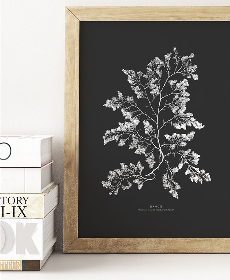 May include: A black and white botanical illustration of sea moss, framed in a natural wood frame. The illustration is on a black background and the text "SEA MOSS" is printed below the illustration.