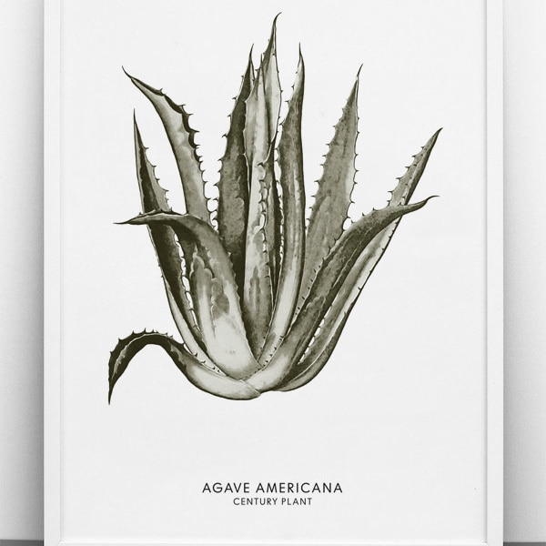 Large Agave Poster - PRINTABLE FILE. Oversized Botanical Poster. Nordic Monochrome Print. Agave Illustration. Scandinavian Style Poster.