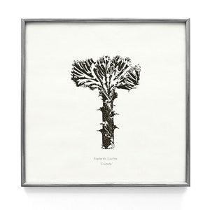 Poster Euphorbia Lactea Cristatta. Kaktus Art. Botanisches Poster. Poster Korallen und Kaktus. Dekor Urban Jungle. Grafische Sukkulenten Blumenwandkunst.