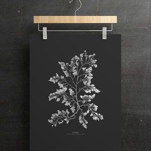 May include: A black and white botanical illustration of sea moss, with the scientific name "Plocamium coccineum (Hudson) J. Agardh" printed below the image.
