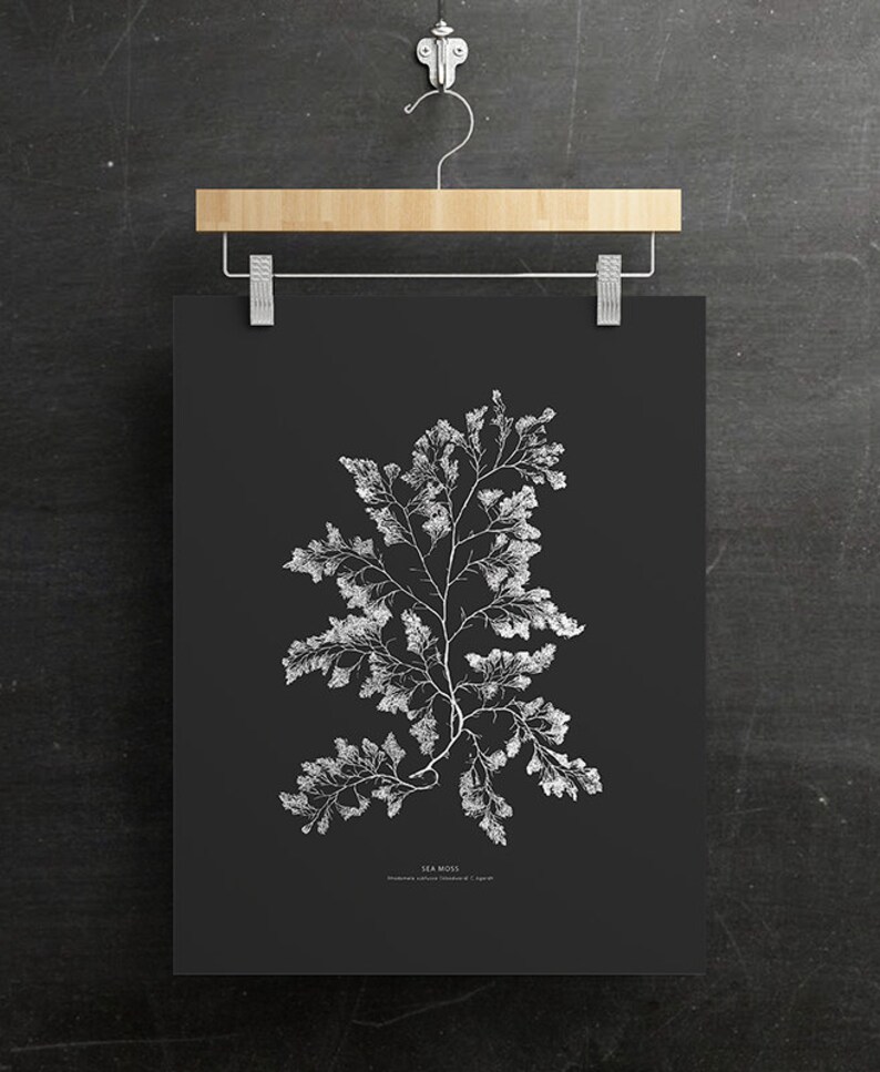 May include: A black and white botanical illustration of sea moss, with the scientific name "Plocamium coccineum (Hudson) J. Agardh" printed below the image.
