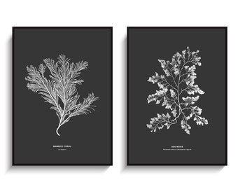 Nautical Print set of 2. Botanical Diptych. Coastal Style Décor. Sea Coral Print. Marine Algae Art. Beach Ocean Sea Mosses. Black Wall Décor