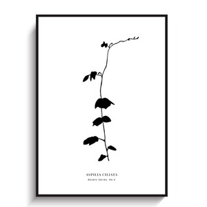 Flower Poster - PRINTABLE FILE. Botany Print. Graphic Illustration. Minimal Botanical Plant Art. Black White Nature Print. Gallery Wall Art.