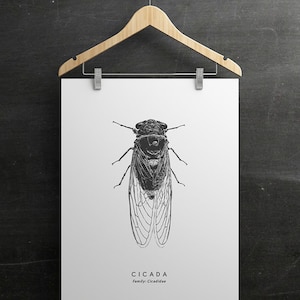 Cicada Insect Art - PRINTABLE FILE. Modern Vintage Cicada Poster. Entomology Insect Art. Modern Educational Chart. Cicala or Cicale.