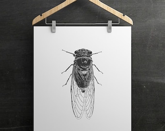 Cicada Insect Art - PRINTABLE FILE. Modern Vintage Cicada Poster. Entomology Insect Art. Modern Educational Chart. Cicala or Cicale.