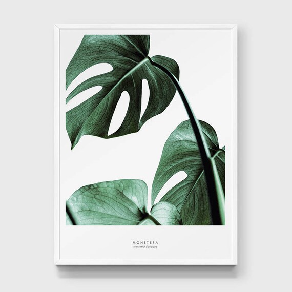 Monstera Druck. Kse Pflanze Blatt Poster. Tropisches Blatt Fotografie.  Exotische Blatt drucken. Grne Wand-Dekor. Minimale Wandkunst. Botanische  Druck. - Etsy.de