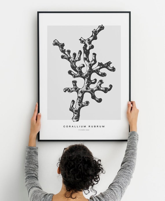 Coral Poster Sea Coral Print Coral Illustration Marine Etsy