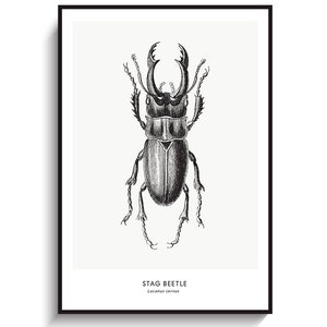 Insect Bug Print - PRINTABLE FILE. Modern Vintage Beetle Poster. Stag Beetle Print. Entomology Art. Scientific Art Illustration.