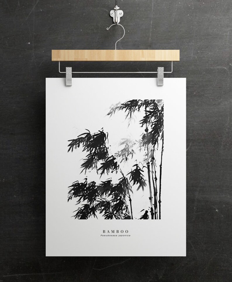May include: Black and white ink illustration of bamboo plants with the text "BAMBOO" and "Phyllostachys japonica" below the image.