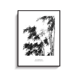 May include: Black and white ink illustration of bamboo plants with the text "BAMBOO Phyllostachys japonica" at the bottom.