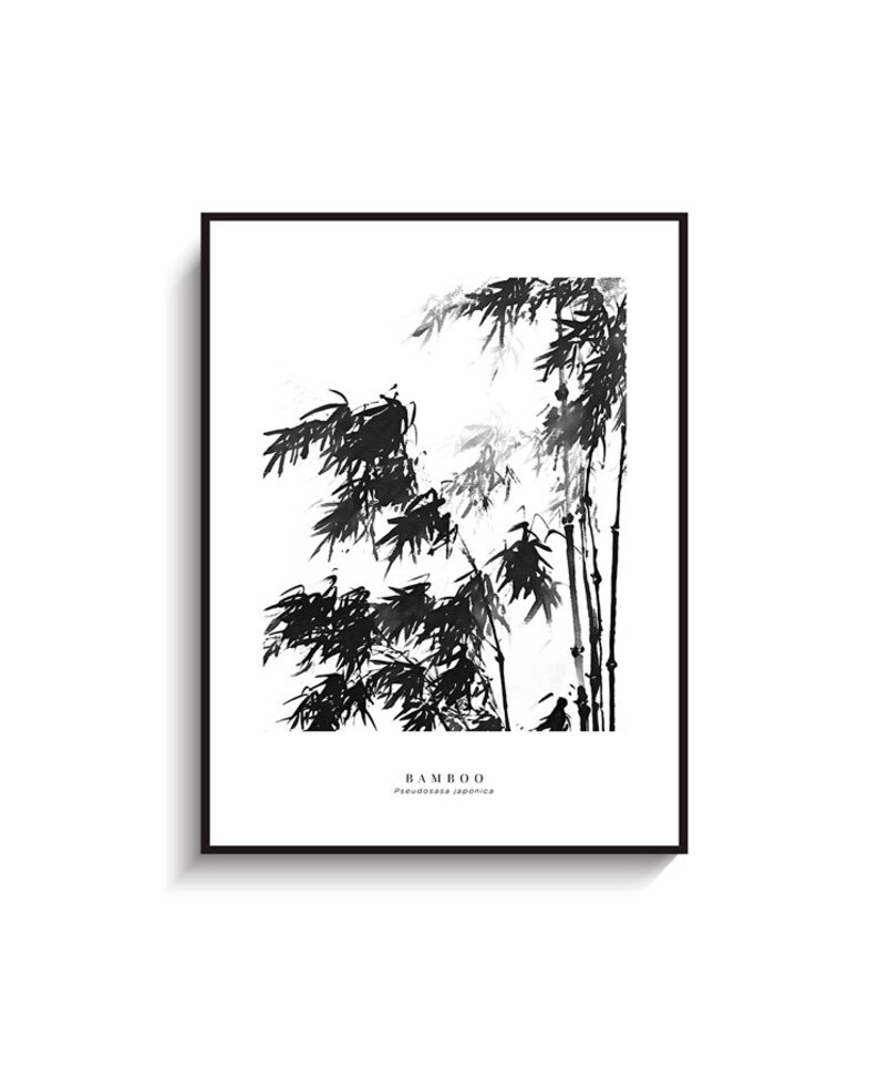 May include: Black and white ink illustration of bamboo plants with the text "BAMBOO Phyllostachys japonica" at the bottom.