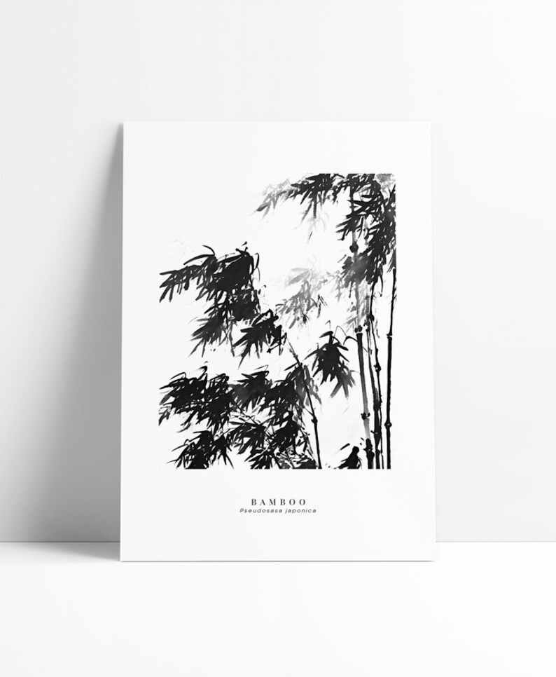 May include: Black and white ink illustration of bamboo plants with the text "BAMBOO" and "Phyllostachys japonica" below.