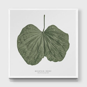 Green Leaf Print. Butterfly Tree Leaf. Orchid Tree Leaf Art Print. Modern Botany Wall Décor. Botanical Poster. Bauhinia Leaf Illustration.