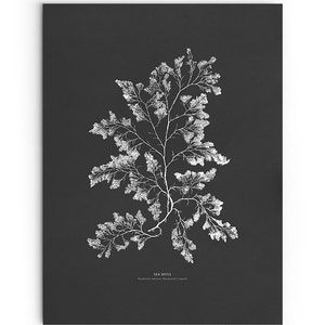 May include: A black and white illustration of sea moss, a type of seaweed, on a black background. The illustration is labeled "SEA MOSS" and "Chondrus crispus (Linnaeus) C. Agardh".