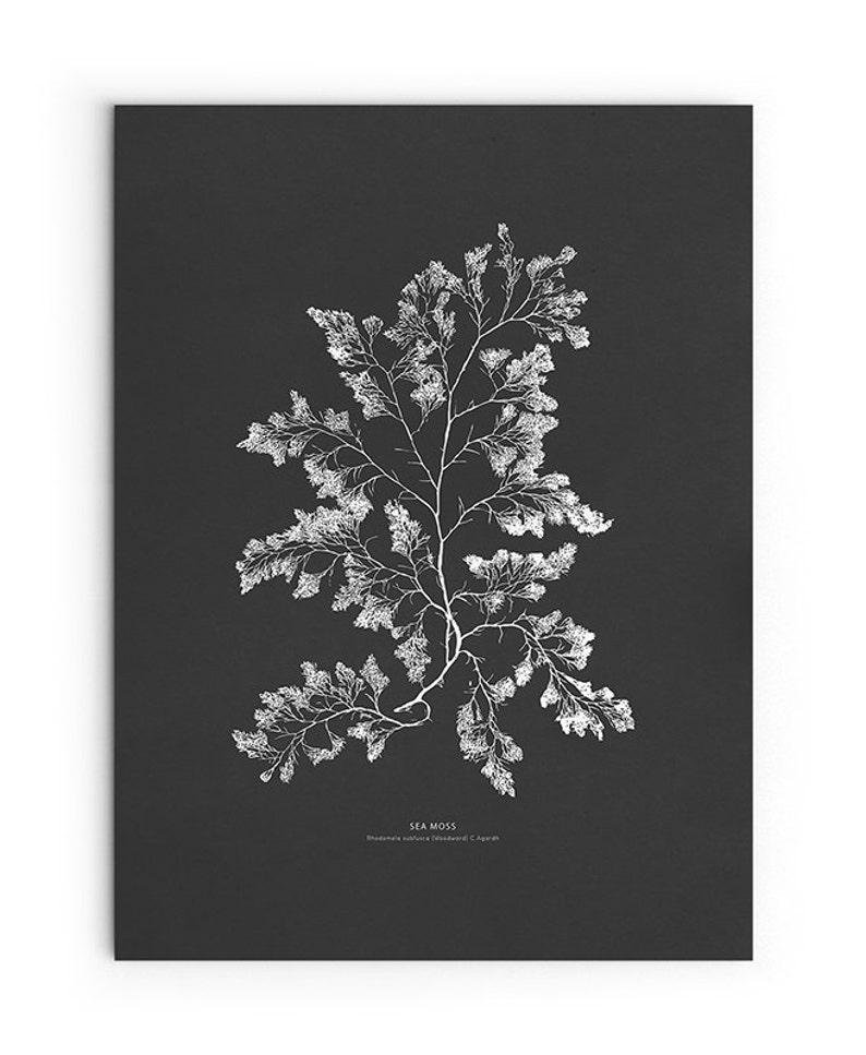 May include: A black and white illustration of sea moss, a type of seaweed, on a black background. The illustration is labeled "SEA MOSS" and "Chondrus crispus (Linnaeus) C. Agardh".