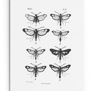 Moth Collection Print. Modern Vintage Insect Poster. Entomology Art. Scientific Illustration. Educational Chart Wall Art. Black White Print.