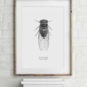 Cicada Insect Art - PRINTABLE FILE. Modern Vintage Cicada Poster ...