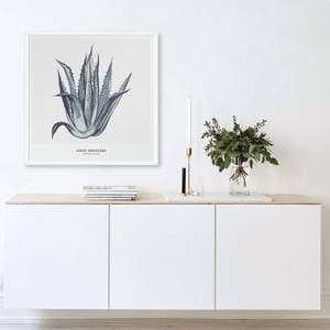 May include: A framed botanical illustration of a green agave americana plant with the text "AGAVE AMERICANA CENTURY PLANT" printed below the image.