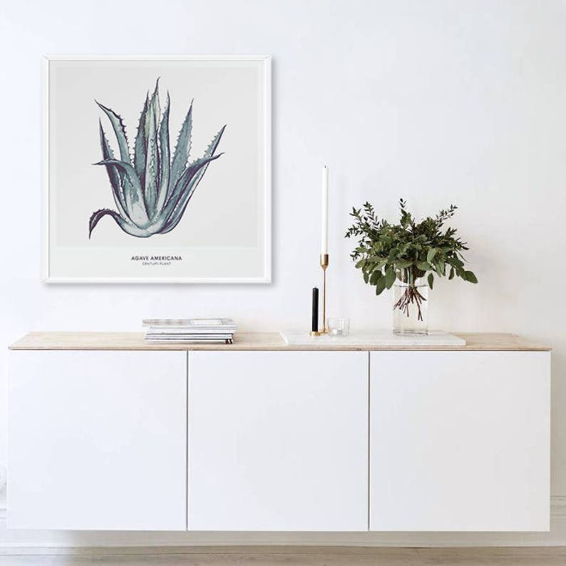 May include: A framed botanical illustration of a green agave americana plant with the text "AGAVE AMERICANA CENTURY PLANT" printed below the image.