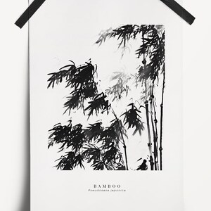 May include: Black and white ink illustration of bamboo plants with the text "BAMBOO" and "Phyllostachys japonica" below.