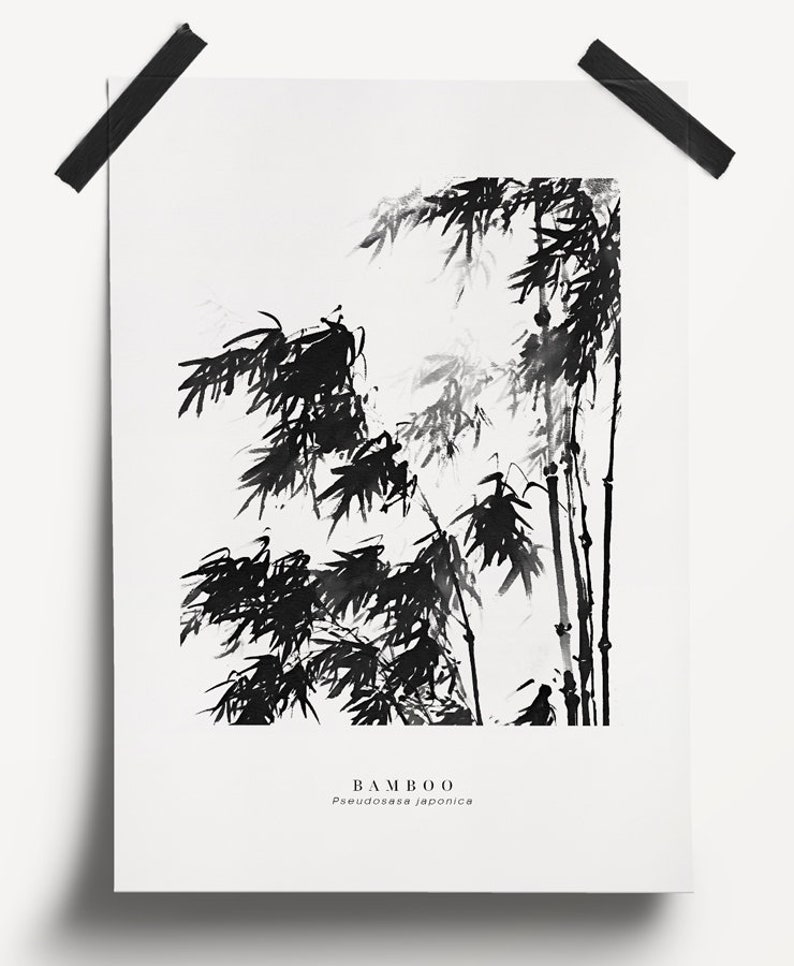 May include: Black and white ink illustration of bamboo plants with the text "BAMBOO" and "Phyllostachys japonica" below.